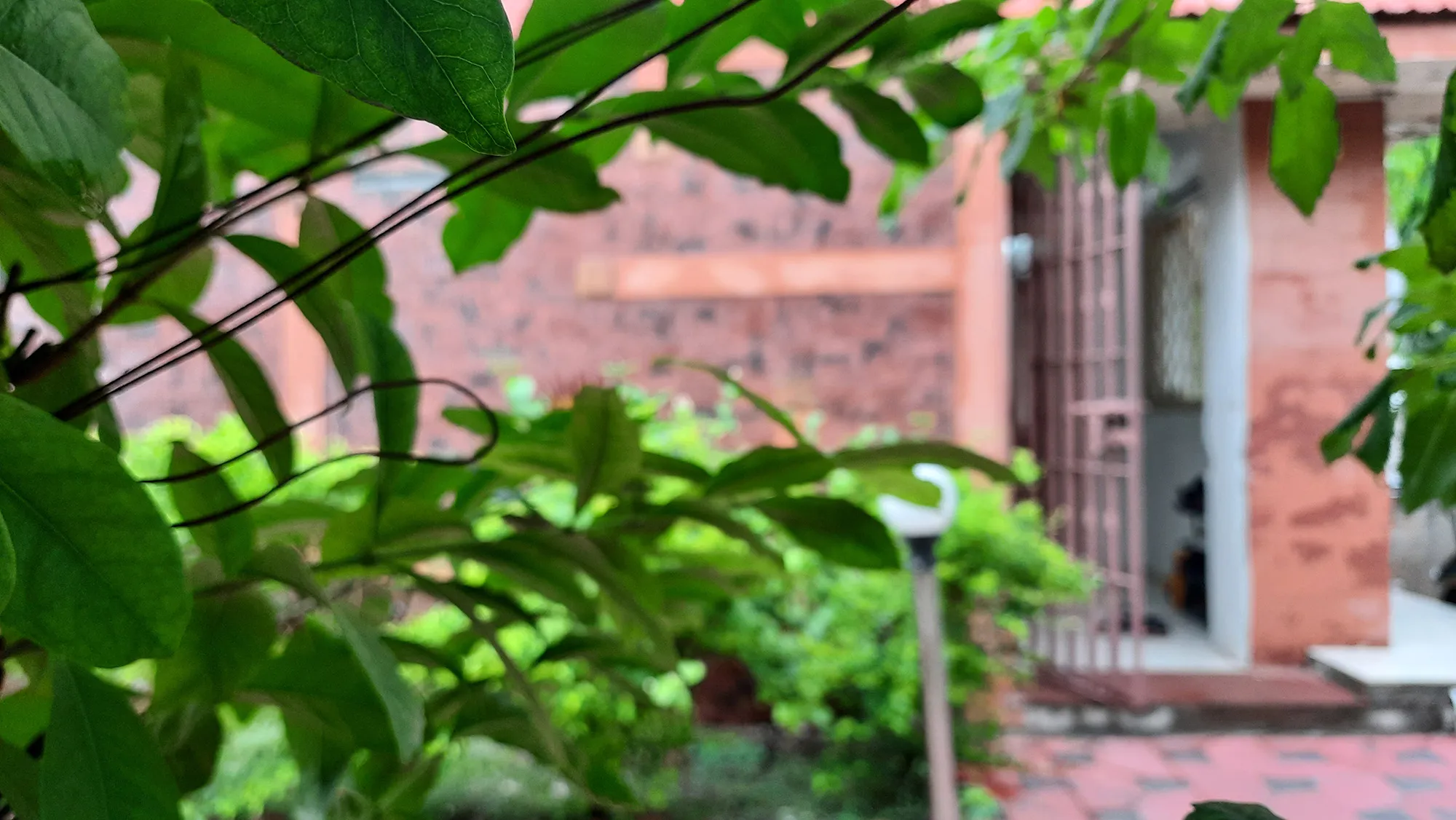 Garden-4